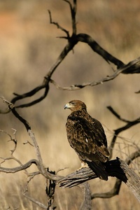 Raubadler in der Kalahari