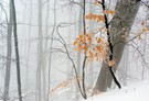 Winternebelwald