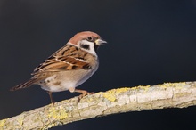 Feldperling (Passer montanus)