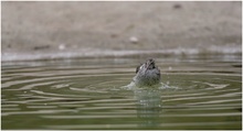 Kampfläufer beim Baden