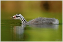 Haubentaucher (Podiceps cristatus)