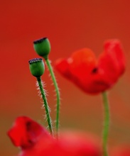 Klatschmohn 2008