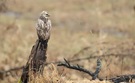 Landschaft mit Bussard ( Buteo buteo)