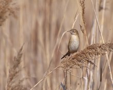 Cistensänger (Cisticola Juncidis)