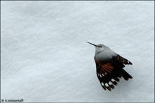 ~Futtersuchend~ Mauerläufer (Tichodroma muraria)