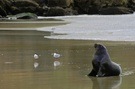 New Zealand Wildlife