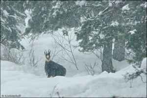 ~Im Nebel und Schnee...~ Gams (Rupicapra rupicapra)