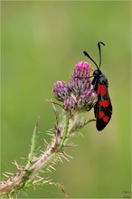 Zygaena filipendulae