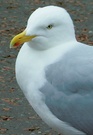 Seagull - Seemoewe