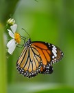 Monarchfalter