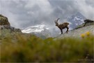 König der Berge