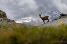 König der Berge
