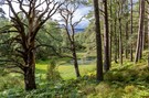 Im Abernethy Forest