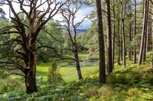 Im Abernethy Forest