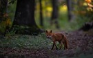 Im heimischen Wald