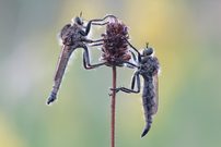 Doppeltes Glück....