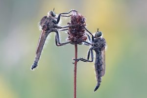 Doppeltes Glück....