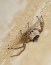 Springspinne 'Menemerus semilimbatus' (Weibchen) '25