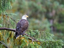 Weißkopfseeadler im Nieselregen Alaskas
