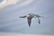 Sterntaucher