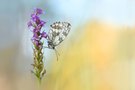 Melanargia galathea