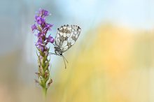 Melanargia galathea