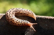Tigerschnegel