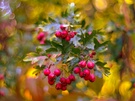 Beeren