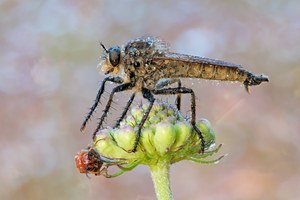 Kleiner Räuber