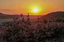 Heide im Harz