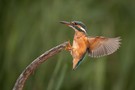 Anflug