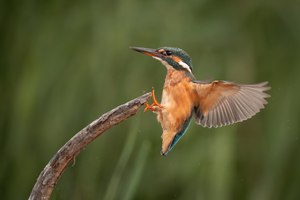 Anflug