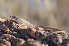 Skink aus der Wüste