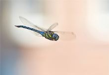 Im Anflug
