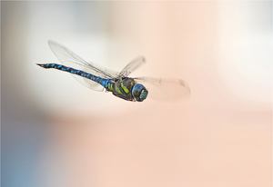 Im Anflug