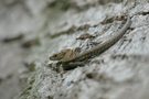 Waldeidechse
