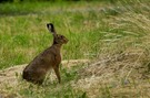 Hase
