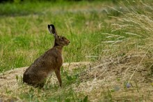 Hase