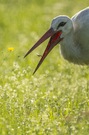"...lecker Heuschrecke..."