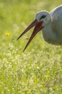 "...lecker Heuschrecke..."
