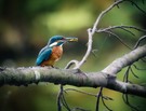 Eisvogel