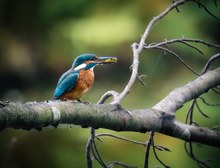 Eisvogel