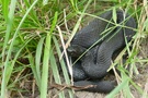 Die Höllenotter