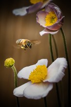 Anflug