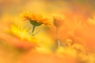 Noch einmal Ringelblümchen