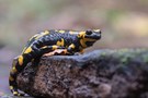Feuersalamander