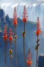 ~Victoria Aloe~