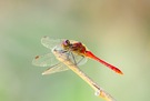 Heidelibelle