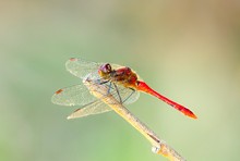 Heidelibelle