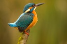 Eisvogel